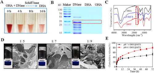 Figure 1. Characterization of DNase-functionalized hydrogel. (A) Color change for the indication of Schiff base reaction between OHA and DNase for different time. (B) Coomassie blue staining of free DNase, DNase-modified OHA (DHA) and free OHA. (C) FT-IR spectra of DHA, CMCS and DHY. (D) Tube inversion experiments and SEM images of DHY with different mass ratio of DHA and CMCS. (E) The cumulative release of MTX from DHY under different pH conditions.