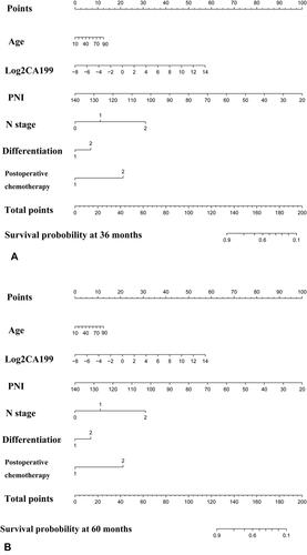 Figure 5 Nomogram for predicting 3 years (A) and 5 years (B) overall survival of patients in stage II/III colon cancer. In N stage, 0 means N0, 1 means N1, 2 means N2; in differentiation, 1 means high/medium differentiation, 2 means low differentiation; in postoperative chemotherapy, 1 means that postoperative chemotherapy has been performed, 2 means no postoperative chemotherapy.