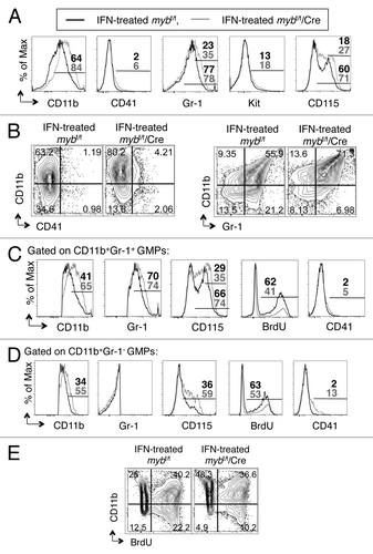 Figure 4. c-myb is required for the functionality of GMPs. Following 48 h interferon treatment to induce the disruption of c-myb, the purified GMPs were stained for surface expression of various markers. Shown are the representative (A) overlay histograms and (B and E) two-color flow cytometric analysis of various surface antigens on GMPs, purified from mybf/f/MxCre mice and littermate controls. Representative overlay histograms of antigens on (C) the CD11b+Gr-1+ and (D) the CD11b+Gr-1- cell compartments. Legends for (C and D) are same as (A). Panels are representative of three independent experiments. The percentages for each surface marker in the indicated bar region of the histograms are specified for IFN-treated mybf/f (black) and IFN-treated mybf/f/MxCre (gray) cells.