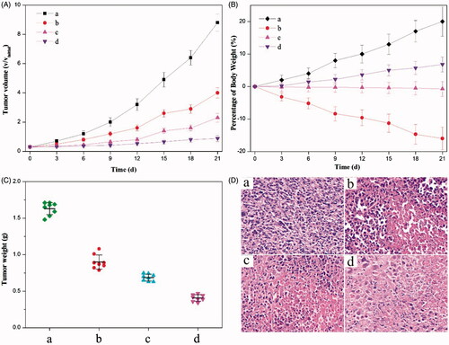 Figure 4. Anticancer effects of different (nano)formulations. (A) Volume change of tumor in mice during the treatment. (B) Weight change of the tumor-bearing mice during the treatment. (C) Weights of HeLa tumors after being treated by different (nano)formulations. (D) Histological section of the tumor of the mice after the treatment. (a) 0.9% NaCl aqueous solution, (b) the crystalline HCPT and MTX mixture, (c) the mixture of HCPT–chitosan nanoneedles and the crystalline MTX and (d) dual-drug nanoneedles. All HCPT–MTX formulations used the same concentration of HCPT and MTX in mice bearing HeLa tumor. p < 0.05.