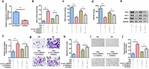 Figure 5. Inhibition of miR-589-5p abrogated the effects of si-circ-UBAP2 on oxidative stress and dysfunctions of HG-treated hRMECs. (a) The transfection efficiency of miR-589-5p. (b) MDA contents, (c) SOD, and (d) GSH-PX activities in the hRMECs were detected using the corresponding kits after the indicated treatments. (e) Western blotting was used to determine the protein expressions of Nrf2, HO-1, and SOD-1. GAPDH was used to normalize the protein expressions. (f) MTT assay was performed to determine the cell viability. (g) The migrated cells were fixed and determined using a transwell migration assay. (h) Quantification of G. (i) Images of tube-like structures were observed under an inverted microscope. (j) Quantification of I. Each experiment was performed in triplicate. *P < 0.05; **P < 0.01; ***P < 0.001. HG, high glucose; MTT, 3-(4,5-dimethylthiazol-2-yl)-2,5-diphenyl tetrazolium bromide; hRMECs, human retinal microvascular endothelial cells; MDA, malondialdehyde; SOD, superoxide dismutase; GSH-PX, glutathione peroxidase