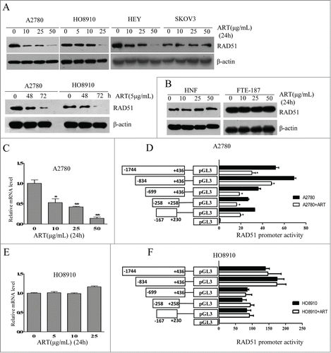 Figure 2. Artesunate downregulates RAD51 in ovarian cancer cells. (A) Top: Western blot analysis of RAD51 in A2780, HO8910, SKOV3 and HEY cells treated with varying concentrations of artesunate for 24 h. Bottom: Western blot analysis of RAD51 in A2780 and HO8910 cells treated with 5µg/ml of artesunate for varying times. (B) Western blot analysis of RAD51 in NHF and FTE-187 cells treated with artesunate. (C) Transcript level of RAD51 in artesunate-treated A2780 cells. The level of RAD51 mRNA was determined by quantitative real-time PCR. Statistical analysis was performed using unpaired Student's t test. The asterisk denotes statistical significance compared to control values, *p < 0.05, **P < 0.01. (D). Luciferase reporter assay of RAD51 promoter regions that are affected by artesunate in A2780 cells. (E) Level of RAD51 mRNA determined by quantitative real-time PCR in HO8910 cells treated by artesunate. (F) Luciferase reporter assay of RAD51 promoter activity in HO8910 cells.