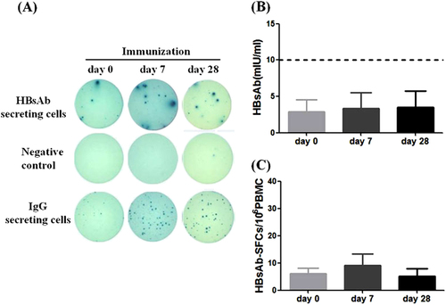 Fig. 5 HBV Vaccine-elicited memory B-cell response in CHB patients.a Representative B-cell ELISpot readouts (patient VP6) at days 0 (left), 7 (middle) and 28 (right) after booster. b Serum HBsAb titers and (c) HBs-specific B cells were quantitatively measured from 12 CHB patients at days 0, 7, and 28 after receiving the HBV vaccination
