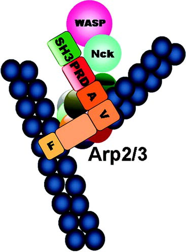 Figure 6 Model for Arp2/3 complex activation by SPIN90. The model depicts SPIN90 associated with Arp2/3 complex (A), G-actin (V) and F-actin (F) via its C-terminus and with other actin regulatory proteins (WASP and NCK) via its N-terminus (SH3 and PRD domains).