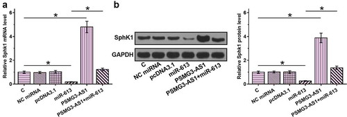 Figure 5. PSMG3-AS1 overexpression led to upregulated SphK1 The effects of PSMG3-AS1 and miR-613 overexpression on the expression of SphK1 were analyzed by RT-qPCR (a) and western blot (b). Experiments were performed in triplicate and mean values were compared.*, p < 0.05