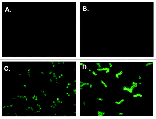 Figure 2. Photomicrographs (representative of the slide) of immunofluorescent (fluorescein isothiocyanate) - stained Group A streptococci (GAS, serotype M3) viewed under the same conditions, using a microscope with a 100X objective. Bacteria were stained with pre-immune mouse sera (A), CRM197 immune serum (B), J8-CRM197 immune serum (C) and type M3 immune serum as positive control (D). All sera were taken after the last boost and diluted 1:50.