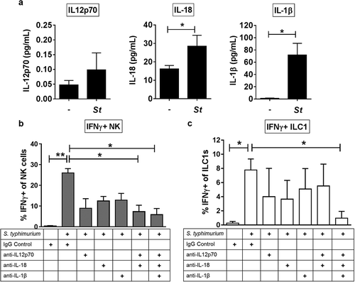 Figure 3. The cytokines IL-12p70, IL-18 and IL-1β contribute to the induction of IFNγ by Group 1 ILCs in response to S. typhimurium. (a) Amount (pg/mL) of IL-12p70, IL-18, or IL-1β secreted into the supernatant after LPMC exposure to S. typhimurium (St) or no bacterial control (-) in vitro. N = 6. (b) Percentages of IFNγ+ NK cells or (c) ILC1s after LPMC exposure to no bacteria control or S. typhimurium in the presence of 10ug/mL blocking antibodies targeting IL-12p70, IL-18, IL-1β or the antibody isotype control IgG. N = 3. Bars are mean + S.E.M. Statistical analysis performed was (a) paired t-test or (b) one-way ANOVA comparing the mean of each column with the mean of the control column S. typhimurium + IgG isotype control. *p < .05, **p < .01.