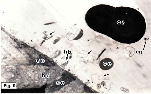 Figure 9. Hypophthalmichthys molitrix, 7 days after hatching. TEM micrograph of the saccular sensory epithelium, showing the otolith (ot) covering hair cells (hc) and supporting cells (sc). Secretory materials like numerous vesicles (arrows), cytoplasmic extrusion (ce) and electron dense granules (eg) can be seen between the otolith and the sensory epithelium. hb, hair bundle. 6300×.