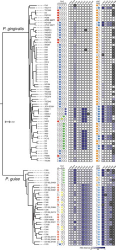 Figure 4. Phylogenetic tree based on the amino acid sequences of common CDSs, the fimA and mfa1 genotypes, and heat map for K80 distances of fim and mfa CDSs from P. gingivalis ATCC 33277. The tree based on 336 common CDSs in 64 P. gingivalis strains and 31 P. gulae strains is shown. The outgroup P. asaccharolytica DSM 20707 is not shown. The scale bar represents substitutions per amino acid site. The names of strains are on the right side of the tree. The genotypes of fimA are indicated by colored circles on the right side of the names of strains. For each fim-related CDS, the K80 distance values are indicated by the color gradient in the heat map. Black boxes in the heat map indicate the absence of the corresponding CDSs. The mfa1 genotypes and the K80 distance values for each mfa-related CDS are shown on the far right.