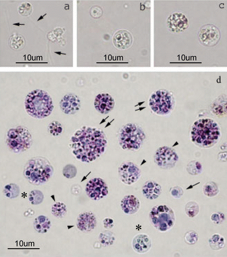 Figure 1 Light micrographs of cells isolated fromP. ficiformis. Unstained freshly isolated cells: a, choanocytes with their flagellum (arrows); b, archeocyte; c, spherulous cells. Bright field microscopy of fixed cells stained with Giemsa (d). Different cell types can be observed: cells without granules (arrows); cells with small granules (arrowheads); cells with few granules (asterisks); cells with granules (>6) (double arrows).