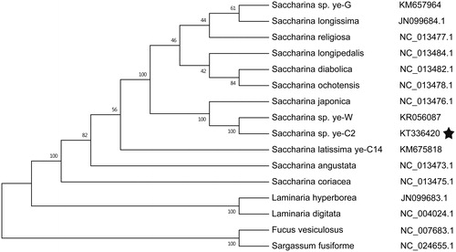 Figure 1. Phylogenetic tree of ML analyses based on complete mitochondrial nucleotide acid sequences of brown algae. Pentagrams stand for the species studied in this work.