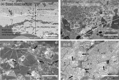 Figure 5. Backscattered electron images near the boundary between the cold-cap and molten-glass regions for the bead-feed (a) and the powder-feed (<63 μm) (b) samples. The observation areas are marked in Figure 4. Quantitative analysis by EDS was conducted for the points indicated by arrows, circular, and triangular areas with numbers. The analytical results are shown in Table 2.