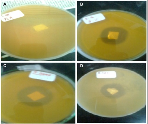 Figure 9 Antibacterial performances of PLA and ciprofloxacin-conjugated PLA nanofibers.Notes: Staphylococcus aureus on PLA nonwoven electrospun mat (A); Staphylococcus aureus on PLA-CP nonwoven electrospun mat (B); Escherichia coli on PLA nonwoven electrospun mat (C); Escherichia coli on PLA-CP nonwoven electrospun mat (D).Abbreviations: PLA, polylactide; PLA-CP, ciprofloxacin-conjugated PLA.
