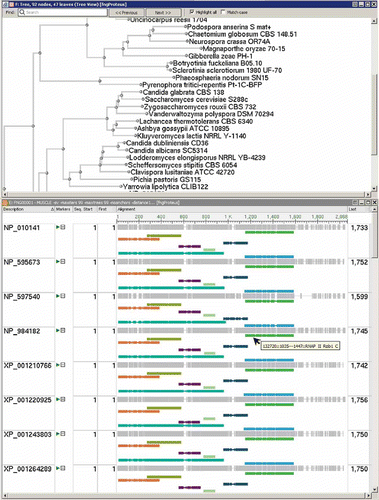 Figure 1. Screenshots showing a section of an alignment created by MUSCLE with matched conserved domains and a neighbor-joining tree of the fungal RPB1 protein cluster as displayed in the Genome Workbench application.