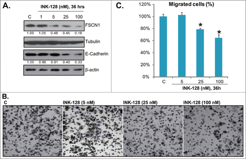 Figure 5. INK-128 inhibits fascin1/ E-Cadherin expressions and HT-29 cell migration. HT-29 cells were exposed to indicated concentration of INK-128 (1, 5, 25 or 100 nM) for 36 h, expressions of FSCN1, E-Cadherin, β-actin and tubulin were tested by Western blot (A). Cell migration was assessed by “transwell” assay (B and C). Data were expressed as mean ± SD, experiments were repeated 3 times, and similar results were obtained. *P < 0 .05 vs. control group.