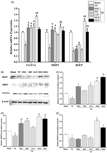 Figure 3. The effects of LE and MIG on UGT1A, MRP2, and BSEP in L-02 cells exposed to TP. Cells were treated with MIG, RIF or various concentrations of LE for 24 h, and then exposed to 80 nM TP for 18 h. The mRNA expression (A) and protein level (B) of UGT1A, MRP2, and BSEP were measured. Western blot gray value of UGT1A (C), MRP2 (D), and BSEP (E) from (B) are shown (x ± s, n = 6). *p < .01 versus control; #p < .05 versus TP group; ##p < .01 versus TP group.