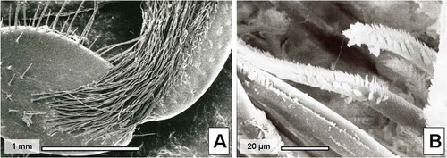 Figure 7. (a) Setae from the left 3rd maxilliped of Coenobita cavipes. (b) Setae from the left 3rd maxilliped of C. rugosus at greater magnification.
