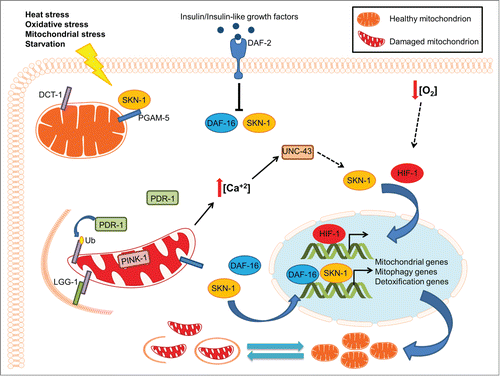 Figure 1. The interplay between mitochondrial biogenesis and mitophagy during aging. Under normal conditions, basal mitophagy flux regulates mitochondrial content depending on the metabolic state of the cell. Under stress conditions, mitophagy induction eliminates damaged mitochondria preserving mitochondrial integrity and promoting cell survival. Excessive mitochondrial damage results in the stimulation of several transcription factors, including SKN-1, DAF-16 and HIF-1, to enhance mitophagy and promote mitochondrial biogenesis by regulating the expression of the DCT-1 mitophagy mediator and several mitochondrial genes. The tight coordination between the opposing processes of mitochondrial biogenesis and removal allows cells to adjust their mitochondrial population in response to extracellular or intracellular signals, preserving mitochondrial function and cell homeostasis.