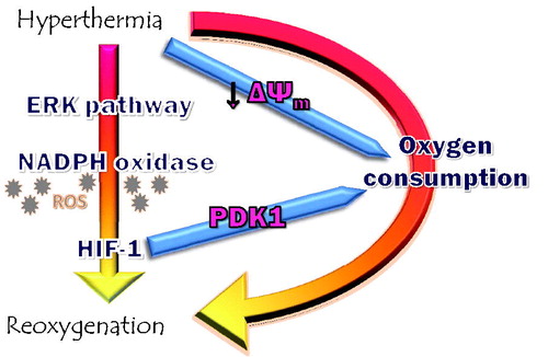 Figure 6. Hyperthermia increases oxygenation via modulation of HIF-1 transcriptional activity. Moon et al. [Citation76] demonstrated that hyperthermia activates the ERK pathway, which leads to up-regulation of NADPH oxidase. NADPH activity increases intracellular superoxide anions, which then stimulates HIF-1 stabilisation. Reoxygenation follows as surviving tumour cells reduce oxygen consumption rate as they switch to aerobic glycolysis. In concert, hyperthermia decreases the mitochondrial membrane potential to further lower oxygen consumption and improve overall oxygenation levels.