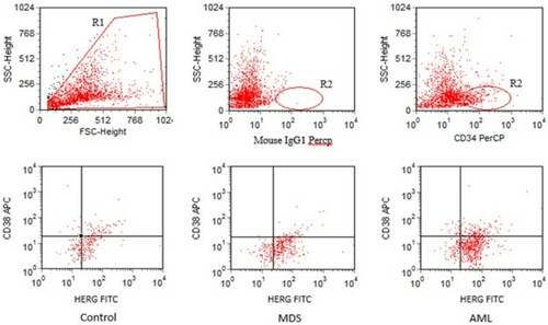 Figure 1 Representative gating strategy for the identification of HERG-bearing CD34+CD38− cells. R1 referred to live cells. R2 referred to CD34+ cells. Among the three groups, red dots within the lower right quadrant represented CD34+CD38− cells expressing HERG K+ channels.