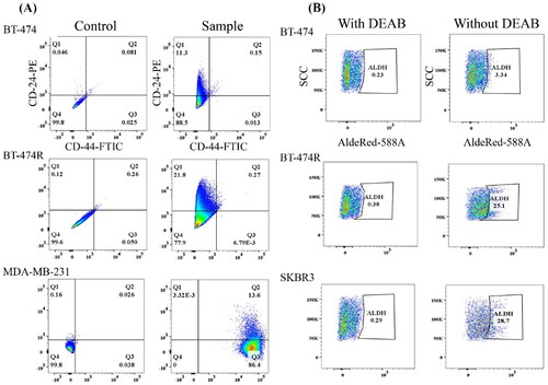 Figure 3. Characterization of BCSCs subpopulation in BT-474 and BT-474R by flow cytometry. CD44+/CD24− BCSCs had minimal expression and ALDH+ BCSCs were elevated in BT-474R. MDA-MB-231 and SKBR3 were used as positive controls for CD44+/CD24− and ALDH+ cells, respectively. (A) CD44+/CD24− cells (in Q3). (B) Expression of ALDH+BCSC population in BT-474, BT-474R. Both experiments were performed in triplicates, and a representative graph is shown.