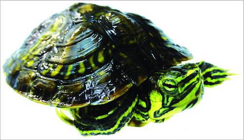 Figure 1. Freshwater turtle species living at northern latitudes, such as Trachemys scripta species, avoid freezing by overwintering at the bottom of frozen lakes and ponds. As they cannot surface to breath during winter, they enter a state of deep metabolic depression to conserve energy until the ice melts.