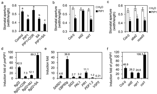 Figure 2. PIP1 cooperates with SA to regulates stomatal closure.(a) Stomatal aperture in Col-0 plants under treatment with H2O, PIP1 (10 μM), PIP1 (10 μM) + COR (10 μM), SA (100 μM), or PIP1 (10 μM) + SA (100 μM). (b) Stomatal aperture in Col-0, sid2, and coi1 mutants under treatment with 10 μM PIP1. (c) Stomatal aperture in Col-0, aba2, and nced3 mutants under treatment with 10 μM PIP1. In A-C, epidermal peels were torn off from the leaves after treatments. Stomatal apertures (ratio of stomatal width: length) in the epidermal peels were measured. Error bars indicate SE for three independent replicates (n = 60 for each replicate). Asterisks or different letters represent significant differences (Student’s t test, P value < .01). (d) The PIP1 induction on gene transcriptions in Col-0 seedlings. Gene transcripts in ten-day-old Arabidopsis seedlings were quantified after seedlings were treated with 1 μM PIP1 for 1 hour (for SARD1, CBP60g, SID2, and PAL1) or 12 hours (for PR1, VSP2, and PDF1.2). (e) The induction of prePIP1 transcription in Col-0 leaves upon indicated treatments. Ten-day old Arabidopsis seedlings were pretreated with 10 μM MJ, 1 μM COR, or 100 μM SA for 6 hours, then were induced with 100 nM flg22 for 1 hour. (f) The prePIP1 transcription induction in Col-0, sid2, npr1, and coi1 seedlings upon flg22 treatments. Ten-day-old Arabidopsis seedlings were treated with 100 nM flg22 for 1 hour. In D-E, real-time quantitative PCR (qRT-PCR) was used to analyze the relative contents of gene transcripts. Error bars indicate SE for three independent replicates. Numbers in each column represent the induction fold.