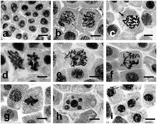 Figure 4. Changes in chromosome structure in Allium test cells following incubation in sodium selenate (IV) solutions at concentration of 100 μg Se ml−1. Squeezed preparation, stained with 2% aceto-orcein, observation under a light microscope; bar = 20 μm. (a) Homogenization of structure of Allium test cell nuclei following 6 h of incubation in sodium selenate (IV) at concentration of 100 μg Se ml−1, probably caused by their arrest at G2 phase. (b, c, d) Thickened and shortened chromosomes, forming atypical prophases (thin arrows), and C-metaphases (thick arrows). (e, f) Lost chromosomes and their atypical arrangement at anaphase. (g) Unseparated telophase nuclei (arrow). (h) A cell with micronuclei. (i) Typical protrusions of chromatin (arrows) formed in prolonged incubation (48 h) in sodium selenate (IV).