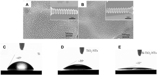 Figure 2 SEM images of the TiO2-NTs (A) and Si-TiO2-NTs (B) screws, and water contact angles of Ti (C), TiO2-NTs (D) and Si-TiO2-NTs (E).