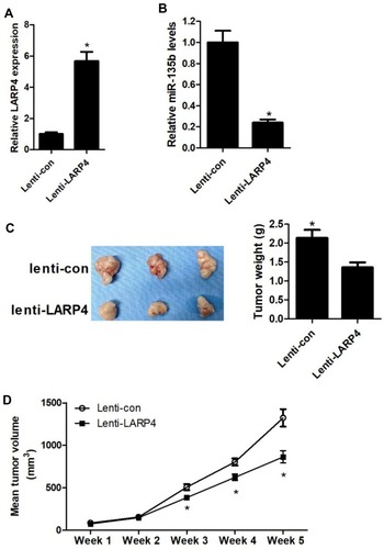 Figure 5 Effects of circLARP4 on NSCLC tumor growth and miR-135b expression in vivo. (A and B) CircLARP4 and miR-135b expressions in the xenograft tumors in nude mice derived from subcutaneous injection of A549 cells transfecting with lenti-LARP4 or lenti-con were estimated by qRT-PCR. (C) After 5 weeks of implantation, the xenograft tumors were dissected and weighed. (D) Tumor formation was monitored weekly for 5 weeks. *P < 0.05 compared with negative control.
