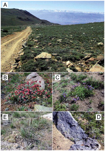 FIGURE 2. Alpine fellfield community on granite substrate at 3750 m elevation in the White Mountains, looking to the east across the Owens Valley to the snow-capped Sierra Nevada in the distance. (A) community surface characteristics; (B) cushions of Eriogonum ovalifolium; (C) mats of Penstemon heterodoxus; (D) upright leaves of Poa glauca; (E) small boulder with surrounding bare soil.