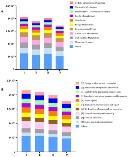 Figure 7. Bar chart of the relative abundance of intestinal microbial functional categories of Simmental beef cattle in each group. KEGG (A) and COG (B).The groups were as follows: I: basal diet; II: diet prepared by replacing 10% corn husk with Chinese medicinal residue; III: diet prepared by replacing 10% corn husk with enzyme-fermented Chinese medicinal residue; IV: diet prepared by replacing 10% corn husk with enzymatic bacteria co-fermented Chinese herb residue.