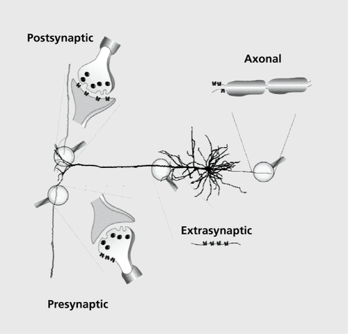 Figure 3. Schematic representation subcellular localization of neuronal nicotinic receptors with their postsynaptic, presynaptic, extrasynaptic, and axonal distributions.