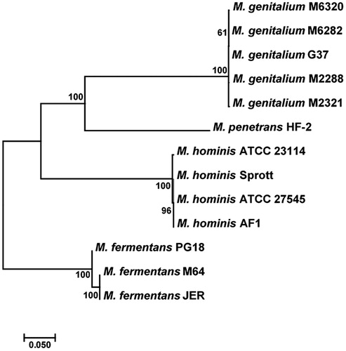 Figure 1. Phylogenetic tree of human urogenital Mycoplasma species based on the conserved gyrA gene sequence divergence. Note: The gyrA gene sequences were obtained from GenBank (NCBI) and aligned using the CLUSTAL_X. The neighbour-joining dendrogram was created using MEGA (Windows version 7.0) [Citation86]. The topology of the dendrogram was assessed by bootstrap analysis of 500 replicates. Scale indicates nucleotide divergence of 0.05.
