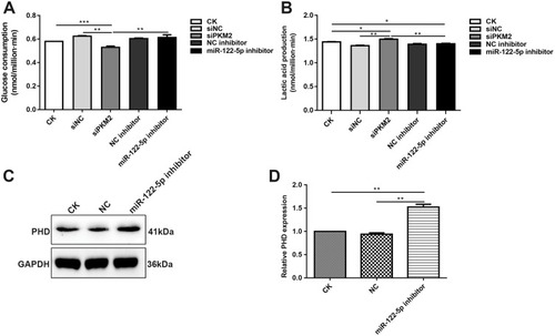 Figure 8 Inhibiting miR-122-5p promotes glycolysis of renal cancer cells by PKM2. (A) The glucose consumption of 786-O cells transfected by siPKM2 or miR-122-5p inhibitor. (B) The lactate production of 786-O cells transfected by siPKM2 or miR-122-5p inhibitor. (C, D) Western blot analysis results showed that the expression of PDH was significantly increased in 786-O cells transfected by miR-122-5p inhibitor (*p<0.05; **p<0.01; ***p<0.001).