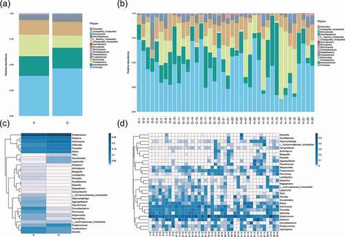 Figure 3. Taxonomic analysis showed distinct bacterial taxa between OPD and home-care groups. (a) Relative abundance of annotated bacterial phyla shown per group (left) and per patient (right). (b) Species distribution heat maps present similarities and differences of bacterial genera per group (left) and per patient (right). Some genera were abundant in homecare patients but not in OPD patients, and vice versa. O, OPD group; H, home-care group.