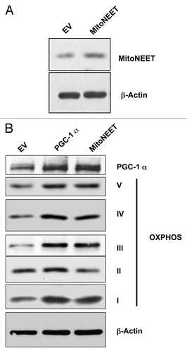 Figure 1. Overexpression of PGC-1α and MitoNEET induces the expression of mitochondrial OXPHOS complexes. (A) Using a lentiviral vector, we established MDA-MB-231 cell lines that stably overexpress MitoNEET, as seen by immunoblotting. β-actin is shown as a control for equal protein loading. (B) PGC-1α and MitoNEET induce expression of mitochondrial OXPHOS complexes. Both PGC-1α and mitoNEET-overexpressing MDA-MD-231 cells displayed elevated PGC-1α expression. Most importantly, they also showed an elevation of mitochondrial complexes (OXPHOS). β-actin is shown as a control for equal protein loading. EV, empty vector (Lv105).