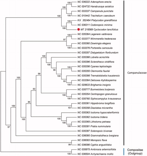 Figure 1. Neighbor-joining (NJ) tree based on the cp genome of 32 species of Campanulaceae with Compositae as outgroup.