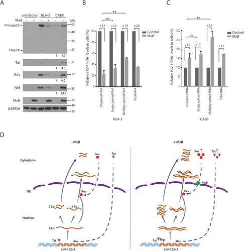 Figure 8. HIV-1 expresses more Rev protein in response to MxB inhibition. (A) Western blots of control or MxB-expressing SupT1 cells infected with HIV-1 NL4-3 or HIV-1 CA88. Levels of Gag/p24, Tat, Rev and Nef proteins were examined by Western blotting. GAPDH protein serves as the internal control. The signal intensities of protein bands were determined by Image J, and relative levels are presented. Results shown represent three independent infection experiments. (B, C) Relative levels of HIV-1 RNA in the infected SupT1 cells were determined by RT-qPCR. Results of HIV-1 NL4-3 and CA88 are shown in (B) and (C), respectively. Levels of unspliced RNA, singly spliced RNA, multiply spliced RNA, and total HIV-1 TAR were measured. The values of RT-qPCR from the infected control SupT1 cells are arbitrarily set as 100 for each viral RNA species. Results report the change of viral RNA in the infected MxB-expressing SupT1 cells relative to that in the infected control SupT1 cells. ** indicates p < 0.01. ns, not significant. (D) A model to illustrate the potential effect of MxB on HIV-1 RNA expression. HIV-1 RNA expression is regulated by viral Tat and Rev proteins. Three species of HIV-1 RNA are produced, the unspliced full-length viral RNA (9 kb), singly spliced viral RNA (4 kb), and multiply spliced RNA (2 kb). Tat stimulates viral RNA transcription, Rev directs the export of 9 and 4 kb viral RNA into the cytoplasm. In the presence of MxB, nuclear import of Rev is inhibited. As a result, the 9 kb RNA cannot be exported into the cytoplasm, thus is spliced to form the 2 kb RNA which is exported into the cytoplasm independently of Rev and produces more Tat and Rev proteins. Tat continues to increase HIV-1 RNA synthesis, until Rev protein accumulates to a level high enough to overcome MxB inhibition. NE, nuclear envelope.