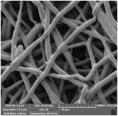 Figure 1. Architecture of electrospun PCL nanofiber scaffold as seen under a scanning electron microscope at 4.00K×.
