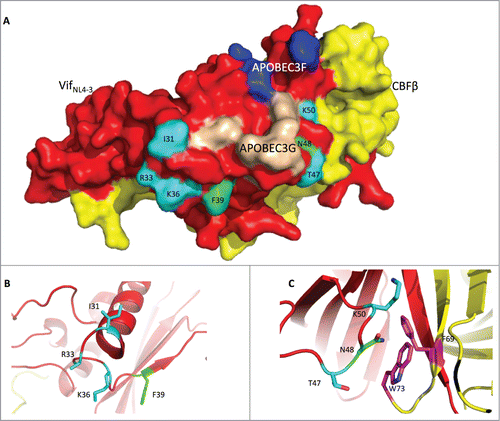 Figure 6. The Vif protein uses similar regions to induce G2 arrest and the degradation of APOBEC3H. (A) Surface model of the Vif-CBFβ interaction based on the published structure (PDB: 4N9F).Citation19 The Vif protein is labeled in red, and CBFβ is in yellow. On the Vif protein, the APOBEC3F-binding region is labeled in blue, the APOBEC3G-binding region in wheat, the critical residues for G2 arrest in cyan, and the critical residues for APBOEC3H depletion in green. (B) Detailed conformation of Vif around positions 31, 33, 36 (essential for G2 arrest), and 39 (essential for APOBEC3H depletion). (C) Detailed conformation of Vif around positions 47, 50 (for G2 arrest), and 48 (for APBOEC3H depletion). It is noteworthy that N48 on Vif may interact with F69 and W73 (in purple) on CBFβ.