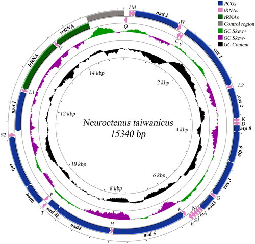 Figure 2. Mitochondrial genome map of Neuroctenus taiwanicus.