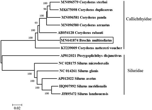 Figure 1. Neighbor-joining phylogenetic tree based on the complete mitochondrial genome sequence. The bold Latin name represents the species in this study. The codes following the Latin names were GenBank accession numbers for each mitogenome.