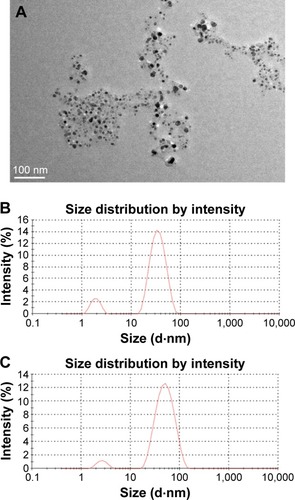 Figure 5 TEM image and size distribution of the AgNPs.Notes: (A) Representative images of AgNPs biosynthesized by the reduction of AgNO3 solution with the cell filtrate of Arthroderma fulvum (scale bar =100 nm) and (B, C) size distribution of the AgNPs from Malvern Zetasizer Nano ZS analysis after being biosynthesized 10 hours and 2 months, respectively.Abbreviations: AgNPs, silver nanoparticles; TEM, transmission electron microscopy.