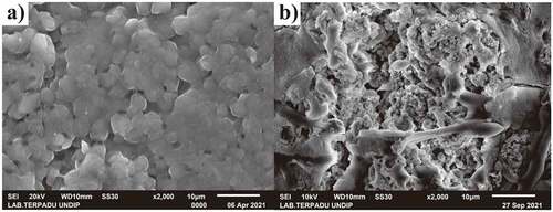 Figure 8. SEM images of microalgae (a) before and (b) after flocculation.