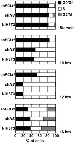 Figure 5. PCLI1 silencing induces accumulation of cells in G1 phase of the cell cycle. Wild-type NIH3T3 fibroblasts and cellular pools of NIH3T3 expressing the non-silencing (shNS) or the PCLI1 (shPCLI1) constructs were synchronized by serum deprivation (starved cells) and allowed to start cell cycle by serum re-addition for 10, 12, or 16 h. The chart reports the distribution of cells in the G0/G1, S, and G2/M phases of cell cycle of a representative experiment, according to their DNA content. The experiment was performed on three biological replicates, with very similar results; reported data refer to a representative experiment.