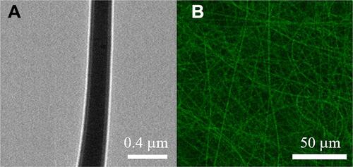 Figure 2 (A) TEM of PLGA/hEGF sheath-core nanofiber, (B) laser scanning confocal microscopy images of reGFP in co-axial electrospun nanofibers.