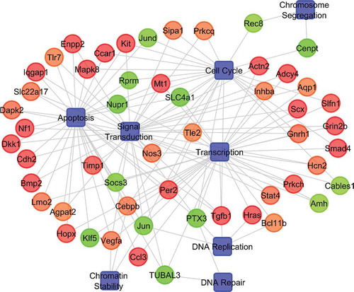 Figure 5. Gene regulatory network modeling for selected differentially expressed genes by using Cytoscape software (version 2.8). Gene regulatory network modeling of selected genes which were differentially expressed between immature and aged rat primordial follicles such as FIGN (fidgetin), CASP1 (caspase1), CENP1 (CENPB DNA-binding domain-containing protein 1), SALL4 (spalt like transcription factor 4), NUPR1 (nuclear protein 1, transcriptional regulator), REC8 (REC8 meiotic recombination protein), SLC4A1 (solute carrier family 4 member 1), GBX1 (gastrulation brain homeobox 1), PTX3 (pentraxin 3), TUBAL3 (tubulin alpha like 3), KLF5 (Kruppel like factor 5), and GRIN2B (glutamate ionotropic receptor NMDA type subunit 2B) showed their genetic interactions by various pathways. Circles indicate genes, red color indicates up-regulation and green color indicates down-regulation.