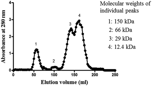 Figure 5. Elution profile of exudate proteins on gel filtration chromatography on Sephadex G-100 (column size: 145 cm × 1.27 cm).