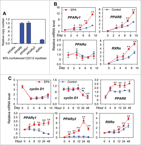 Figure 2. Regulation of nuclear receptors expression during transdifferentiation. (A) Absolute quantitative realtime PCR analysis of the expression of PPARs and RXRα in C2C12 cells. The C2C12 cells were cultured in 10% FBS DMEM medium, and harvested at 80% confluence for analysis. The copy number of genes was all normalized to that of β-actin. All values are represented as mean ± SD from 3 independent experiments. (B) Real-time PCR analysis of the expression patterns of nuclear receptors during transdifferentiation from cells treated as in (Fig. 1B). All values are represented as mean ± SD from 3 independent experiments. The variance analysis was performed between the same time point of “Control” and “EPA.” The significance is presented as *P < 0.05, **P < 0.01. (C) Real-time PCR analysis of the expression patterns of cyclin D1 and nuclear receptors during transdifferentiation from cells treated as in (Fig. 1B).